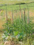 Digitalis ferruginea